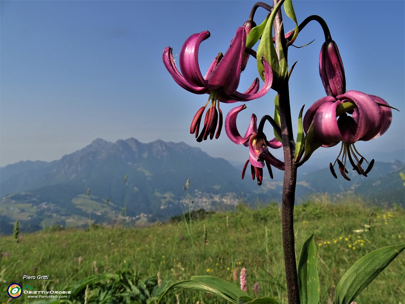 02 Lilium martagon (Giglio martagone)sul sent. 221 in Alpe Arera con vista in Alben.JPG